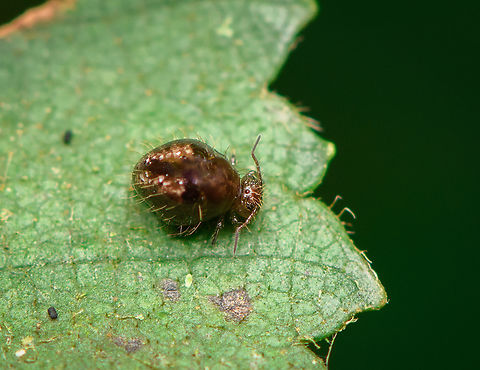 Allacma fusca, Heesch, Netherlands An unexpected observation. I was about to start a hike in a local forest and wanted to do a quick test shot to verify my camera/flash settings. I figured this too be a tiny beetle but only back home after deeply zooming did I notice it's a spring-tail. This is a very common species, just not that often photographed due to its tiny size. Allacma fusca,Heesch,Macro,Netherlands