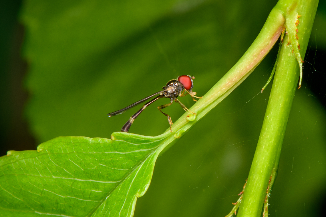 Baccha elongata, Heesch, Netherlands In Dutch we call it the &quot;flying pin&quot;, after its long slender body.<br />
<figure class="photo"><a href="https://www.jungledragon.com/image/162517/baccha_elongata_-_overview_heesch_netherlands.html" title="Baccha elongata - overview, Heesch, Netherlands"><img src="https://s3.amazonaws.com/media.jungledragon.com/images/2/162517_thumb.jpg?AWSAccessKeyId=05GMT0V3GWVNE7GGM1R2&Expires=1759968010&Signature=pQfx23NLRlCrXU2prgk7wGuNgaA%3D" width="200" height="134" alt="Baccha elongata - overview, Heesch, Netherlands In Dutch we call it the &quot;flying pin&quot;, after its long slender body.<br />
https://www.jungledragon.com/image/162516/baccha_elongata_heesch_netherlands.html Baccha elongata,Common Dainty,Heesch,Macro,Netherlands" /></a></figure> Baccha elongata,Common Dainty,Heesch,Macro,Netherlands