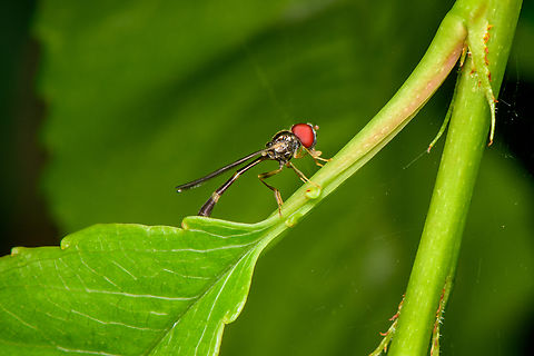 Baccha elongata, Heesch, Netherlands In Dutch we call it the "flying pin", after its long slender body.
https://www.jungledragon.com/image/162517/baccha_elongata_-_overview_heesch_netherlands.html Baccha elongata,Common Dainty,Heesch,Macro,Netherlands