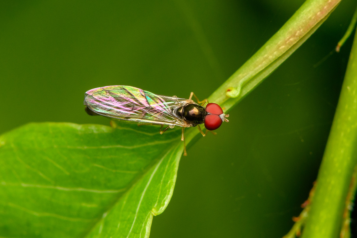 Baccha elongata - overview, Heesch, Netherlands In Dutch we call it the &quot;flying pin&quot;, after its long slender body.<br />
<figure class="photo"><a href="https://www.jungledragon.com/image/162516/baccha_elongata_heesch_netherlands.html" title="Baccha elongata, Heesch, Netherlands"><img src="https://s3.amazonaws.com/media.jungledragon.com/images/2/162516_thumb.jpg?AWSAccessKeyId=05GMT0V3GWVNE7GGM1R2&Expires=1763596810&Signature=yI5xDuzigKxxuSuUkT%2FOMn7BRQ8%3D" width="200" height="134" alt="Baccha elongata, Heesch, Netherlands In Dutch we call it the &quot;flying pin&quot;, after its long slender body.<br />
https://www.jungledragon.com/image/162517/baccha_elongata_-_overview_heesch_netherlands.html Baccha elongata,Common Dainty,Heesch,Macro,Netherlands" /></a></figure> Baccha elongata,Common Dainty,Heesch,Macro,Netherlands