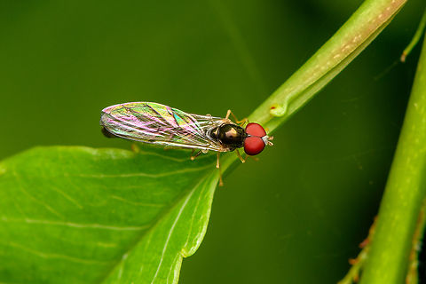 Baccha elongata - overview, Heesch, Netherlands In Dutch we call it the "flying pin", after its long slender body.
https://www.jungledragon.com/image/162516/baccha_elongata_heesch_netherlands.html Baccha elongata,Common Dainty,Heesch,Macro,Netherlands