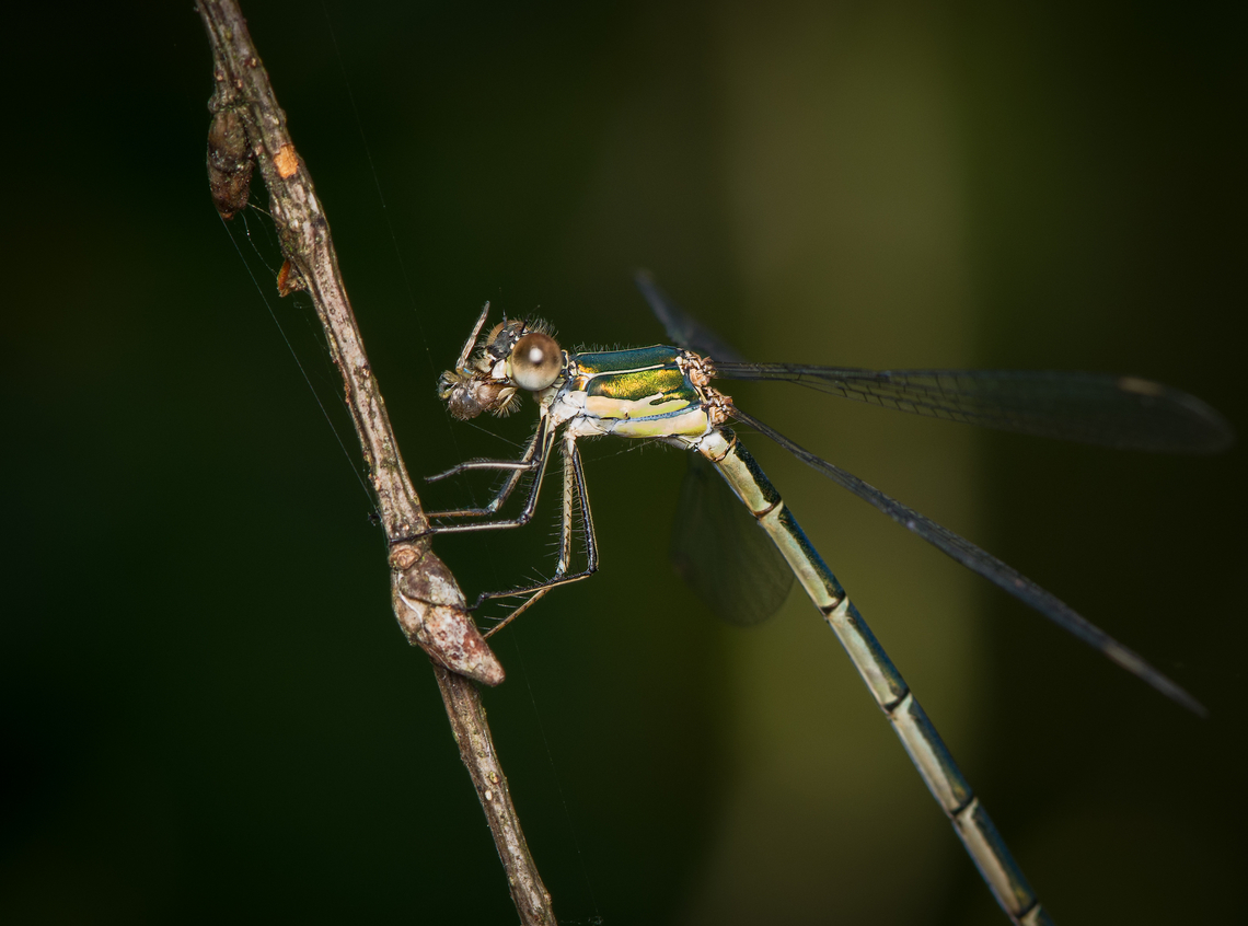 Chalcolestes viridis - feeding, Heesch, Netherlands Feasting on a small spider.<br />
<figure class="photo"><a href="https://www.jungledragon.com/image/162538/chalcolestes_viridis_heesch_netherlands.html" title="Chalcolestes viridis, Heesch, Netherlands"><img src="https://s3.amazonaws.com/media.jungledragon.com/images/2/162538_thumb.jpg?AWSAccessKeyId=05GMT0V3GWVNE7GGM1R2&Expires=1759968010&Signature=zef4EQWs1Llf%2FsgYneJLQ1tv%2Fpo%3D" width="200" height="184" alt="Chalcolestes viridis, Heesch, Netherlands Praised for its lovely metallic shine.<br />
https://www.jungledragon.com/image/162537/chalcolestes_viridis_-_feeding_heesch_netherlands.html Chalcolestes viridis,Heesch,Macro,Netherlands,Willow Emerald Damselfly" /></a></figure> Chalcolestes viridis,Heesch,Macro,Netherlands,Western Willow Spreadwing