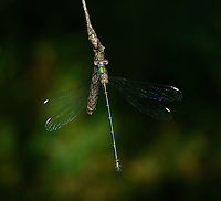 Chalcolestes viridis, Heesch, Netherlands Praised for its lovely metallic shine.<br />
https://www.jungledragon.com/image/162537/chalcolestes_viridis_-_feeding_heesch_netherlands.html Chalcolestes viridis,Heesch,Macro,Netherlands,Willow Emerald Damselfly