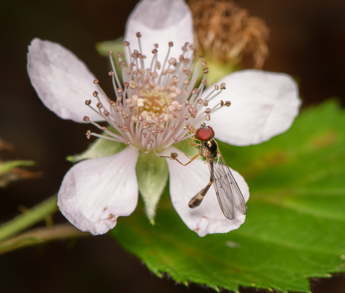 Baccha elongata, Heesch, Netherlands  Baccha elongata,Common Dainty,Heesch,Macro,Netherlands