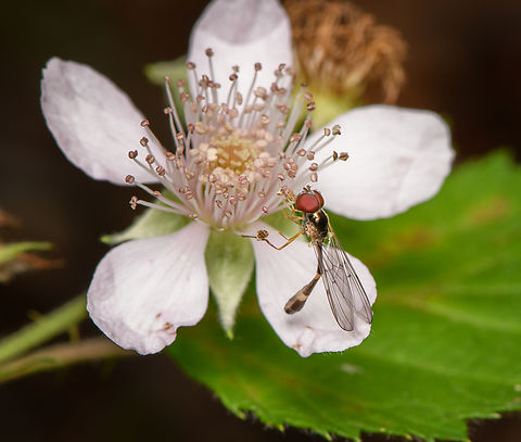 Baccha elongata, Heesch, Netherlands  Baccha elongata,Common Dainty,Heesch,Macro,Netherlands