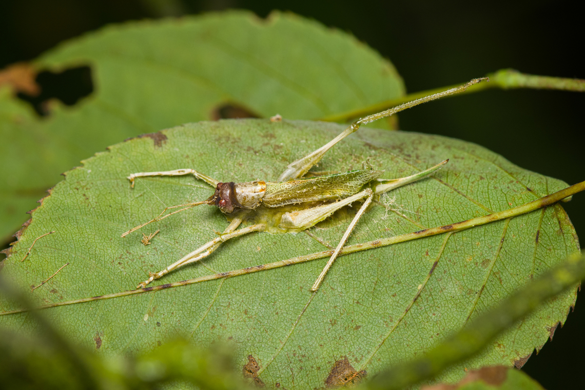 Entomophaga grylli, Heesch, Netherlands This insect was killed by a fungal pathogen, possibly Entomophaga grylli. Similar observation:<br />
<a href="https://www.inaturalist.org/observations/232700471" rel="nofollow">https://www.inaturalist.org/observations/232700471</a> Entomophaga grylli,Entomophaga grylli,Heesch,Macro,Netherlands