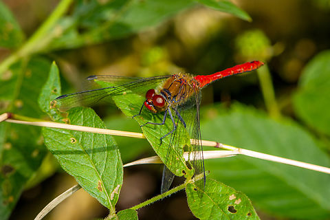 Sympetrum sanguineum, Heesch, Netherlands  Heesch,Macro,Netherlands,Ruddy Darter,Sympetrum sanguineum