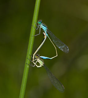 Ischnura elegans - love wheel, Heesch, Netherlands  Blue-tailed damselfly,Heesch,Ischnura elegans,Macro,Netherlands