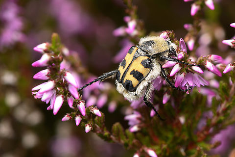 Trichius gallicus, Heesch, Netherlands A beautiful but clumsy species that stumbles from flower to flower whilst collecting massive amounts of pollen along the way.
https://www.jungledragon.com/image/162667/trichius_gallicus_heesch_netherlands.html French Flower Chafer,Heesch,Macro,Netherlands,Trichius gallicus