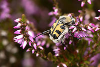 Trichius gallicus, Heesch, Netherlands A beautiful but clumsy species that stumbles from flower to flower whilst collecting massive amounts of pollen along the way.<br />
https://www.jungledragon.com/image/162667/trichius_gallicus_heesch_netherlands.html French Flower Chafer,Heesch,Macro,Netherlands,Trichius gallicus