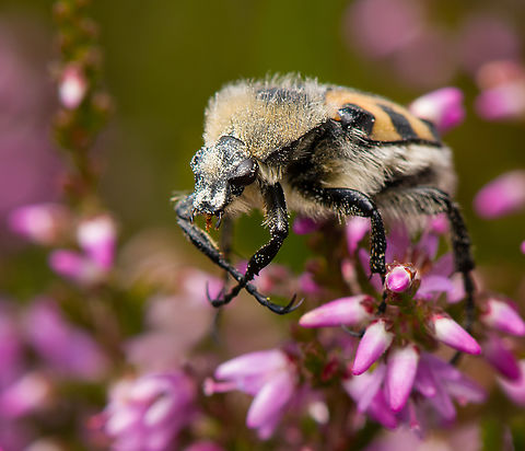 Trichius gallicus, Heesch, Netherlands A beautiful but clumsy species that stumbles from flower to flower whilst collecting massive amounts of pollen along the way.
https://www.jungledragon.com/image/162666/trichius_gallicus_heesch_netherlands.html French Flower Chafer,Heesch,Macro,Netherlands,Trichius gallicus
