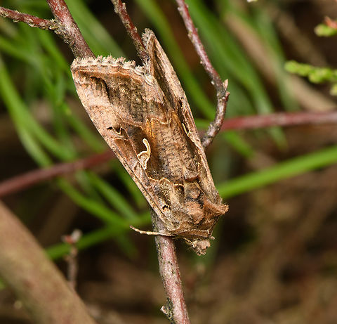 Autographa gamma, Heesch, Netherlands  Autographa gamma,Heesch,Macro,Netherlands,Silver Y