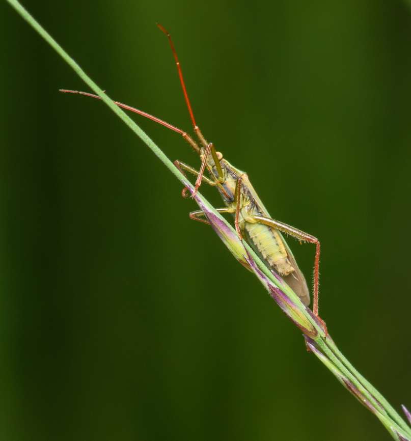 Stenodema calcarata, Heesch, Netherlands The word "spine" in the common name "Two-spined Grass Bug" refers to the small appendages you can see near the end of the upper part of their hind legs. It will typically feature one large spine and a far smaller one. Heesch,Macro,Netherlands,Stenodema calcarata
