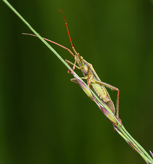 Stenodema calcarata, Heesch, Netherlands The word "spine" in the common name "Two-spined Grass Bug" refers to the small appendages you can see near the end of the upper part of their hind legs. It will typically feature one large spine and a far smaller one. Heesch,Macro,Netherlands,Stenodema calcarata