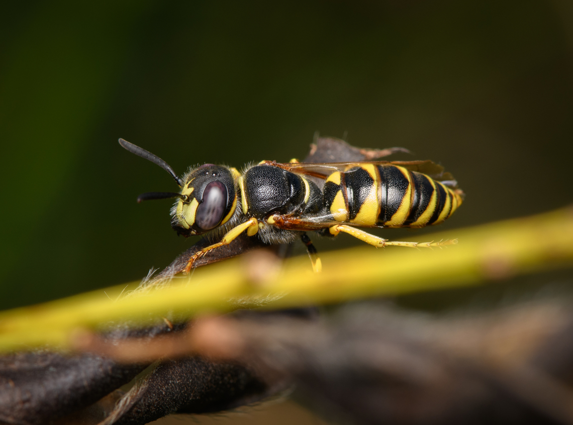 European beewolf, Heesch, Netherlands <figure class="photo"><a href="https://www.jungledragon.com/image/162671/european_beewolf_heesch_netherlands.html" title="European beewolf, Heesch, Netherlands"><img src="https://s3.amazonaws.com/media.jungledragon.com/images/2/162671_thumb.jpg?AWSAccessKeyId=05GMT0V3GWVNE7GGM1R2&Expires=1767225610&Signature=1Kj06%2Bt%2BebdvLyGOhpjQHflWEdc%3D" width="200" height="174" alt="European beewolf, Heesch, Netherlands https://www.jungledragon.com/image/162670/european_beewolf_heesch_netherlands.html<br />
I&#039;m happy to have found this species in a such a rare calm state. This is the male, which can be determined from the crown-like patter on the front of its head. This species is notorious for the brutal way in which it hunts and burries honey bees, explained in the following video:<br />
<br />
https://www.youtube.com/watch?v=JaGTFPXO0eA European beewolf,Heesch,Macro,Netherlands,Philanthus triangulum" /></a></figure><br />
I&#039;m happy to have found this species in a such a rare calm state. This is the male, which can be determined from the crown-like patter on the front of its head. This species is notorious for the brutal way in which it hunts and burries honey bees, explained in the following video:<br />
<br />
<section class="video"><iframe width="448" height="282" src="https://www.youtube-nocookie.com/embed/JaGTFPXO0eA?hd=1&autoplay=0&rel=0" frameborder="0" allowfullscreen></iframe></section> European beewolf,Heesch,Macro,Netherlands,Philanthus triangulum