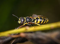 European beewolf, Heesch, Netherlands https://www.jungledragon.com/image/162671/european_beewolf_heesch_netherlands.html<br />
I'm happy to have found this species in a such a rare calm state. This is the male, which can be determined from the crown-like patter on the front of its head. This species is notorious for the brutal way in which it hunts and burries honey bees, explained in the following video:<br />
<br />
https://www.youtube.com/watch?v=JaGTFPXO0eA European beewolf,Heesch,Macro,Netherlands,Philanthus triangulum