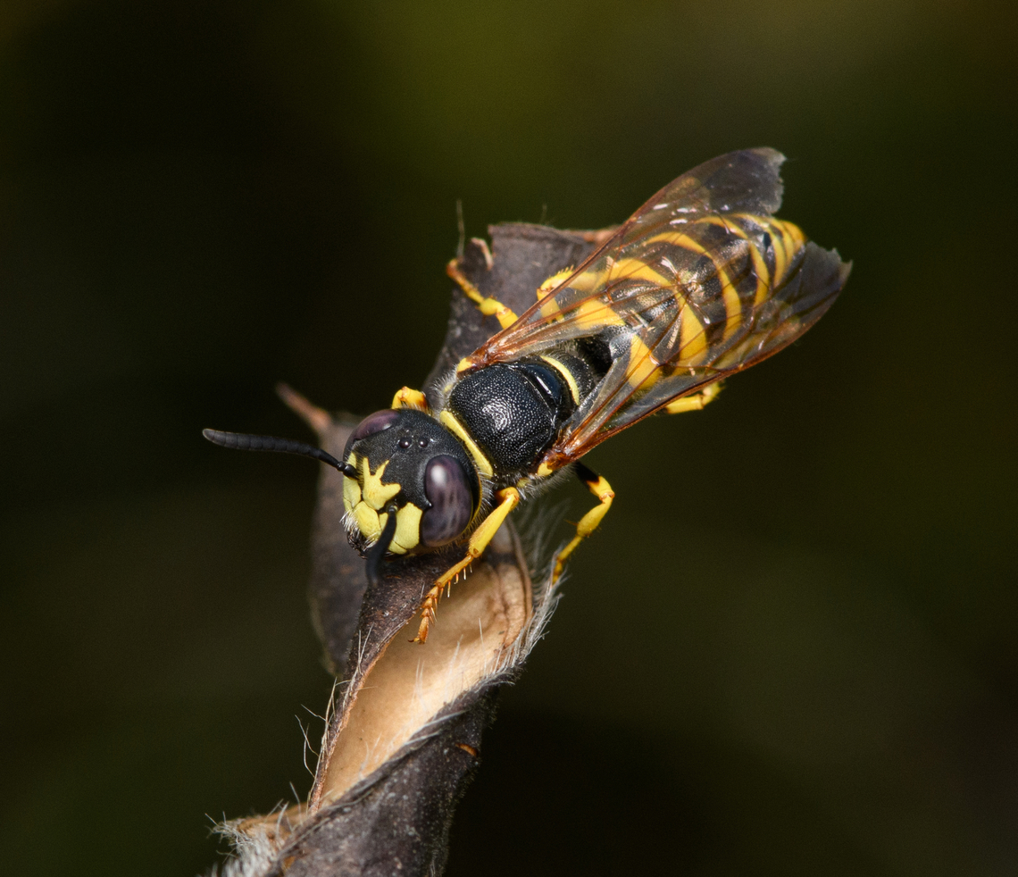 European beewolf, Heesch, Netherlands <figure class="photo"><a href="https://www.jungledragon.com/image/162670/european_beewolf_heesch_netherlands.html" title="European beewolf, Heesch, Netherlands"><img src="https://s3.amazonaws.com/media.jungledragon.com/images/2/162670_thumb.jpg?AWSAccessKeyId=05GMT0V3GWVNE7GGM1R2&Expires=1767225610&Signature=X2QnN%2BEc1Fv%2BFzS1Yd0wrROYpnI%3D" width="200" height="150" alt="European beewolf, Heesch, Netherlands https://www.jungledragon.com/image/162671/european_beewolf_heesch_netherlands.html<br />
I&#039;m happy to have found this species in a such a rare calm state. This is the male, which can be determined from the crown-like patter on the front of its head. This species is notorious for the brutal way in which it hunts and burries honey bees, explained in the following video:<br />
<br />
https://www.youtube.com/watch?v=JaGTFPXO0eA European beewolf,Heesch,Macro,Netherlands,Philanthus triangulum" /></a></figure><br />
I&#039;m happy to have found this species in a such a rare calm state. This is the male, which can be determined from the crown-like patter on the front of its head. This species is notorious for the brutal way in which it hunts and burries honey bees, explained in the following video:<br />
<br />
<section class="video"><iframe width="448" height="282" src="https://www.youtube-nocookie.com/embed/JaGTFPXO0eA?hd=1&autoplay=0&rel=0" frameborder="0" allowfullscreen></iframe></section> European beewolf,Heesch,Macro,Netherlands,Philanthus triangulum