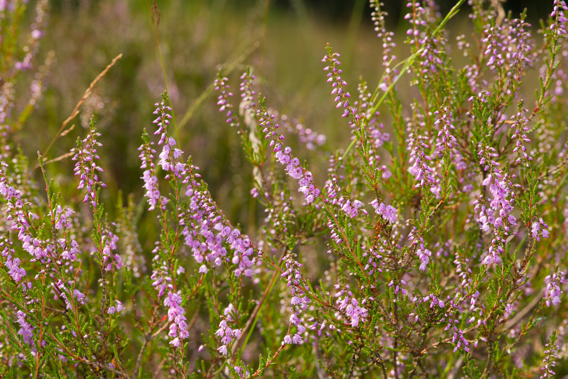 Common Heather, Heesch, Netherlands  Calluna,Calluna vulgaris,Heesch,Macro,Netherlands