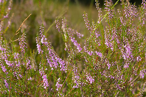 Common Heather, Heesch, Netherlands  Calluna,Calluna vulgaris,Heesch,Macro,Netherlands