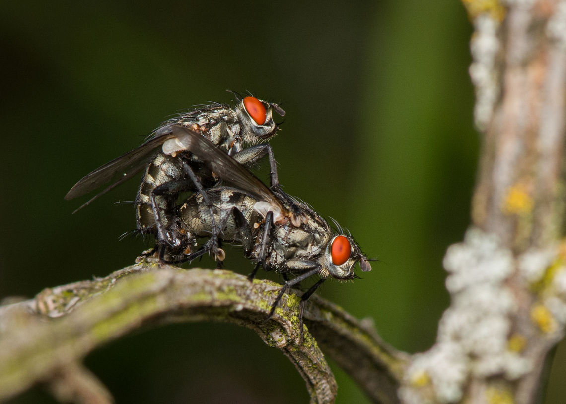 Sarcophaga sp., Heesch, Netherlands Flesh flies mating. Heesch,Macro,Netherlands