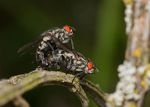 Sarcophaga sp., Heesch, Netherlands Flesh flies mating. Heesch,Macro,Netherlands