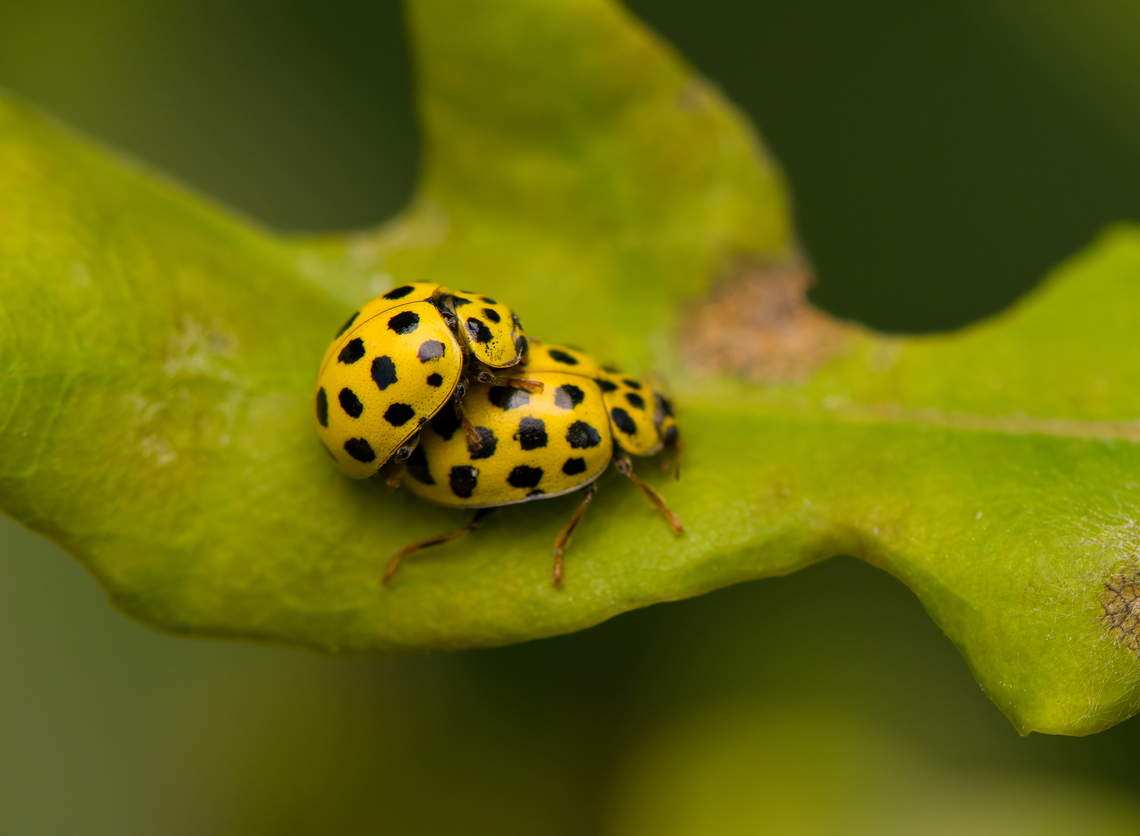 Twenty-two Spot Ladybird, Heesch, Netherlands A 44-spot situation. Heesch,Macro,Netherlands,Psyllobora vigintiduopunctata,Twenty-two Spot Ladybird