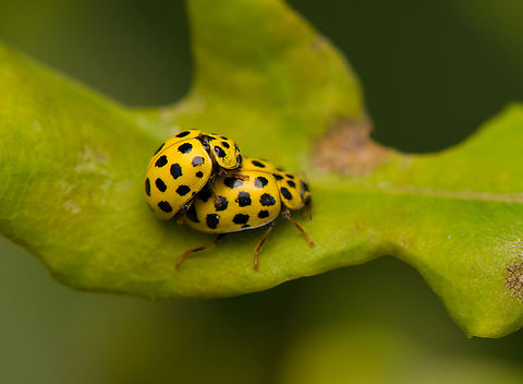 Twenty-two Spot Ladybird, Heesch, Netherlands A 44-spot situation. Heesch,Macro,Netherlands,Psyllobora vigintiduopunctata,Twenty-two Spot Ladybird