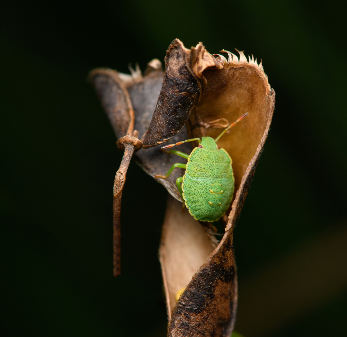 Green Shield Bug, Heesch, Netherlands  Green shield bug,Heesch,Macro,Netherlands,Palomena prasina
