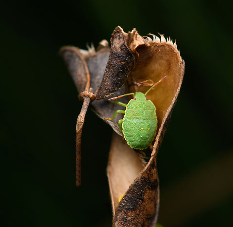 Green Shield Bug, Heesch, Netherlands  Green shield bug,Heesch,Macro,Netherlands,Palomena prasina