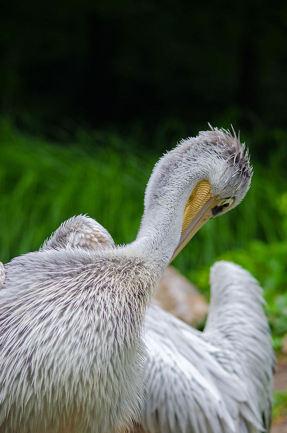 Pink-backed Pelican cleaning feathers, Epe Zoo  Epe,Europe,Geotagged,Netherlands,Pelecanus rufescens,Pink-backed Pelican,The Netherlands,Wissel