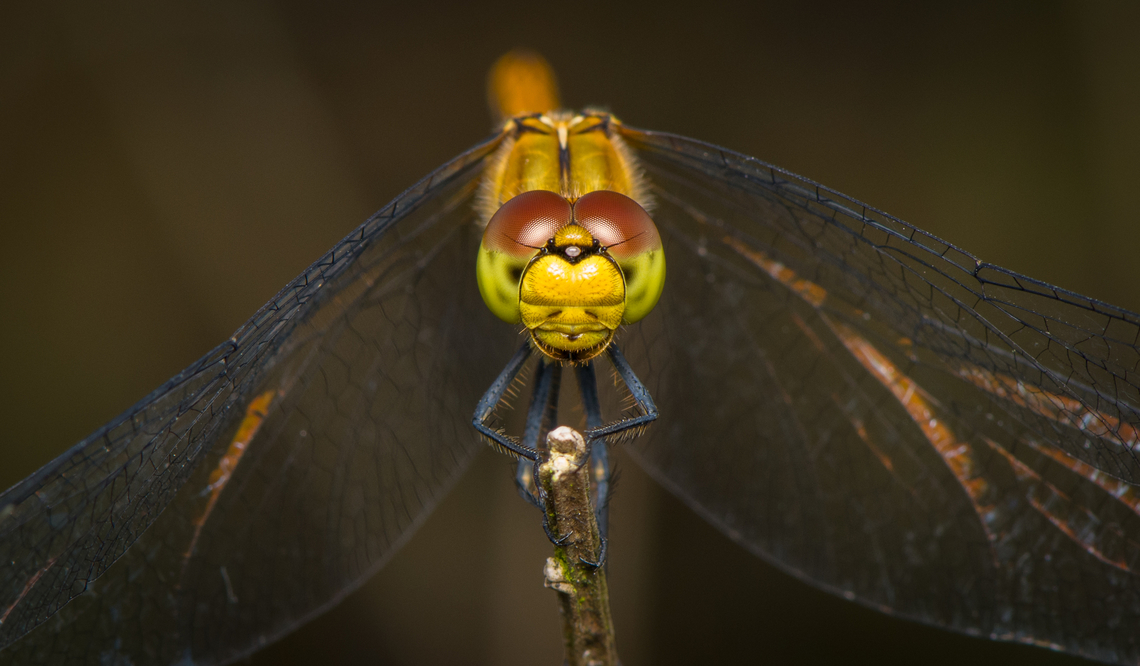 Ruddy Darter (female), Heesch, Netherlands <figure class="photo"><a href="https://www.jungledragon.com/image/162801/ruddy_darter_female_heesch_netherlands.html" title="Ruddy Darter (female), Heesch, Netherlands"><img src="https://s3.amazonaws.com/media.jungledragon.com/images/2/162801_thumb.jpg?AWSAccessKeyId=05GMT0V3GWVNE7GGM1R2&Expires=1767225610&Signature=hejpyT%2B61qbSU69bu1HpcNqw1UA%3D" width="200" height="160" alt="Ruddy Darter (female), Heesch, Netherlands https://www.jungledragon.com/image/162800/ruddy_darter_female_heesch_netherlands.html Heesch,Macro,Netherlands,Ruddy Darter,Sympetrum sanguineum" /></a></figure> Heesch,Macro,Netherlands,Ruddy Darter,Sympetrum sanguineum