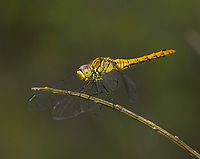 Ruddy Darter (female), Heesch, Netherlands https://www.jungledragon.com/image/162800/ruddy_darter_female_heesch_netherlands.html Heesch,Macro,Netherlands,Ruddy Darter,Sympetrum sanguineum