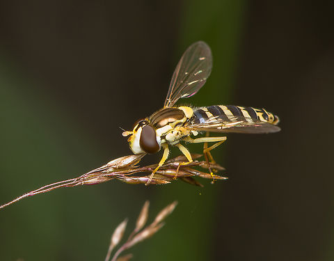 Common Globetail (female), Heesch, Netherlands The female can be distinguished from the male by her wider abdomen and her eyes not being connected to each other. Heesch,Long hoverfly,Macro,Netherlands,Sphaerophoria scripta