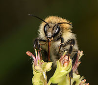 Common Carder Bee, Heesch, Netherlands https://www.jungledragon.com/image/162804/common_carder_bee_-_side_view_heesch_netherlands.html Bombus pascuorum,Common Carder Bee,Heesch,Macro,Netherlands