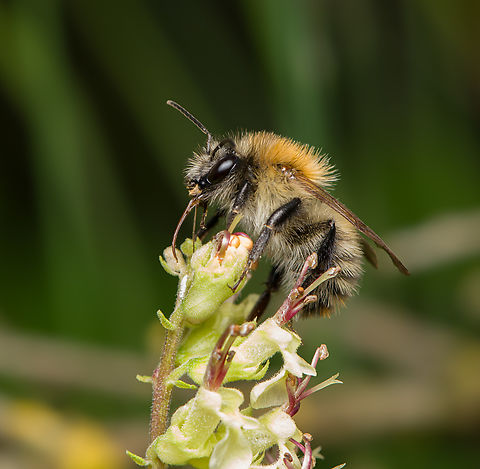 Common Carder Bee - side view, Heesch, Netherlands https://www.jungledragon.com/image/162803/common_carder_bee_heesch_netherlands.html Bombus pascuorum,Common Carder Bee,Heesch,Macro,Netherlands