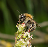 Common Carder Bee - side view, Heesch, Netherlands https://www.jungledragon.com/image/162803/common_carder_bee_heesch_netherlands.html Bombus pascuorum,Common Carder Bee,Heesch,Macro,Netherlands
