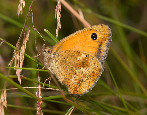 Gatekeeper, Heesch, Netherlands  Gatekeeper,Heesch,Macro,Netherlands,Pyronia tithonus