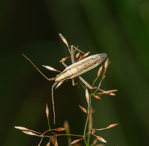 Stenodema laevigatum, Heesch, Netherlands  Heesch,Macro,Netherlands,Stenodema laevigatum