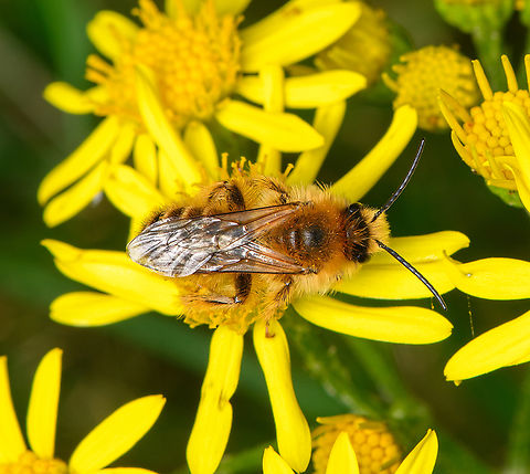 Dasypoda hirtipes, Heesch, Netherlands  Dasypoda hirtipes,Heesch,Macro,Netherlands,Pantaloon bee
