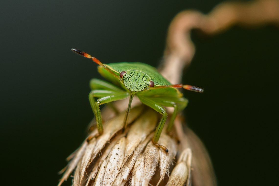 Green Shield Bug - feeding, Heesch, Netherlands  Green shield bug,Heesch,Macro,Netherlands,Palomena prasina