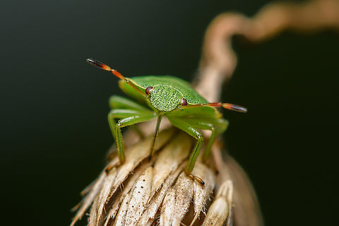 Green Shield Bug - feeding, Heesch, Netherlands  Green shield bug,Heesch,Macro,Netherlands,Palomena prasina