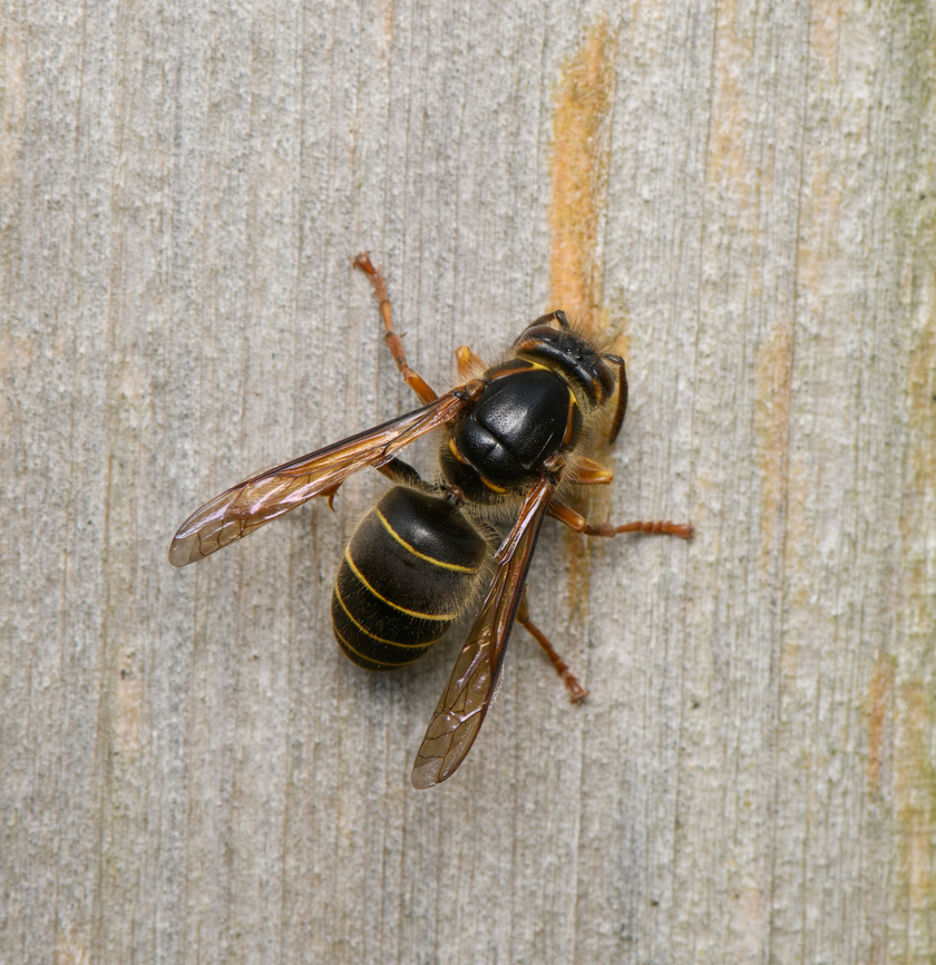 Median Wasp, Heesch, Netherlands Using a wooden fence in our garden for nest material. Dolichovespula media,Heesch,Macro,Median wasp,Netherlands