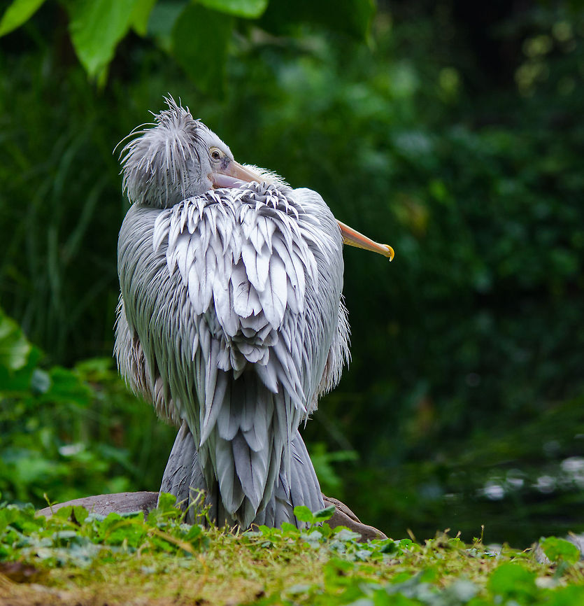 Pink-backed Pelican standing guard, Epe Zoo  Epe,Europe,Geotagged,Netherlands,Pelecanus rufescens,Pink-backed Pelican,The Netherlands,Wissel