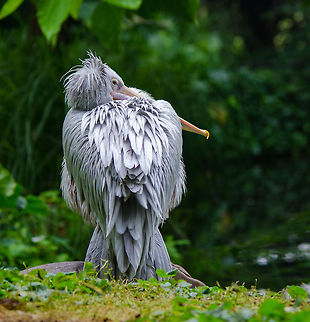 Pink-backed Pelican standing guard, Epe Zoo  Epe,Europe,Geotagged,Netherlands,Pelecanus rufescens,Pink-backed Pelican,The Netherlands,Wissel