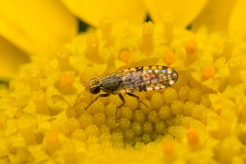 Dioxyna bidentis, Heesch, Netherlands  Bur-marigold Fly,Dioxyna bidentis,Heesch,Netherlands