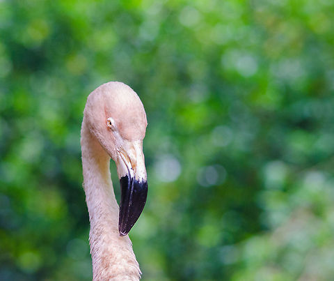 Chilean Flamingo portrait, Epe Zoo  Chilean Flamingo,Epe,Europe,Geotagged,Netherlands,Phoenicopterus chilensis,The Netherlands,Wissel