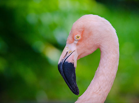 Chilean Flamingo closeup, Epe Zoo  Chilean Flamingo,Epe,Europe,Geotagged,Netherlands,Phoenicopterus chilensis,The Netherlands,Wissel