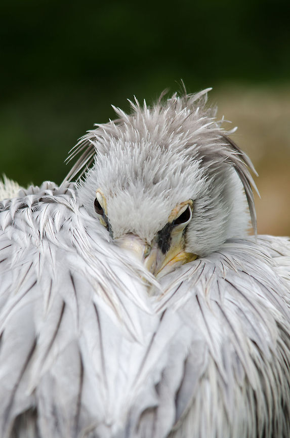 Pink-backed Pelican tucked into feathers, Epe Zoo  Epe,Europe,Geotagged,Netherlands,Pelecanus rufescens,Pink-backed Pelican,The Netherlands,Wissel