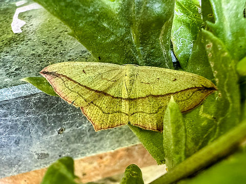 Blood-vein, Heesch, Netherlands Quick smartphone snap as I stumbled upon this in the garden. Blood-vein,Geotagged,Heesch,Netherlands,Summer,Timandra comae