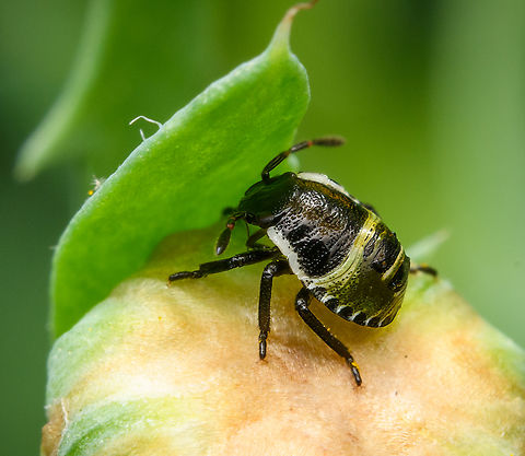 Green Shield Bug - 2nd instar, Heesch, Netherlands May also be the 3rd instar, they can look similar. Found on a flower bud in our garden. Green shield bug,Heesch,Netherlands,Palomena prasina